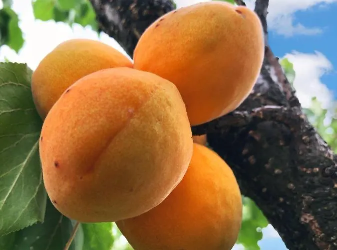 Bed & Breakfast Gaestehaus Benediktinerstift Goettweig - Monastery *